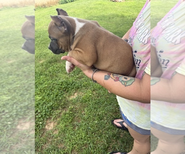 Medium Photo #7 American Bully Puppy For Sale in RUSSELLVILLE, KY, USA