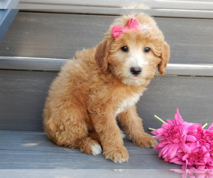 Goldendoodle (Miniature) Puppy for sale in MILLERSBURG, OH, USA