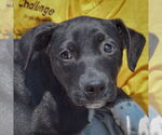 Small #1 American Staffordshire Terrier Mix