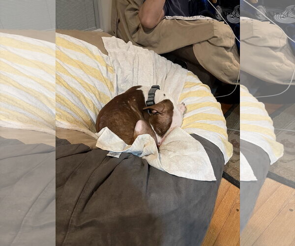 Medium Photo #3 Mutt Puppy For Sale in Tenafly, NJ, USA