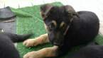 Small Photo #2 German Shepherd Dog Puppy For Sale in ODESSA, TX, USA
