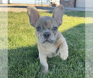 French Bulldog Puppy for sale in COLORADO SPRINGS, CO, USA