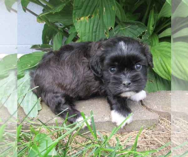 Medium Photo #1 Shih-Poo Puppy For Sale in LE MARS, IA, USA