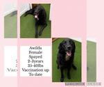 Awilda - Female Border Collie-Unknown Mix Dog for Adoption - Small photo