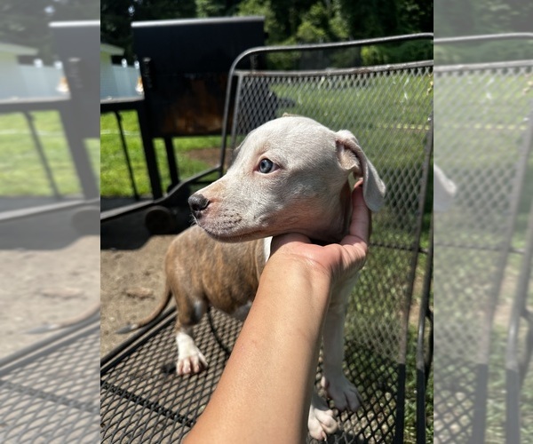 Medium Photo #3 American Pit Bull Terrier Puppy For Sale in BROCKTON, MA, USA
