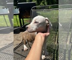 Small #2 American Pit Bull Terrier