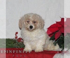 Medium Bichpoo