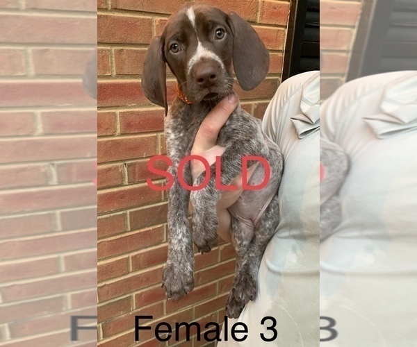 Medium Photo #18 German Shorthaired Pointer Puppy For Sale in MARIETTA, GA, USA