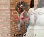 Small Photo #18 German Shorthaired Pointer Puppy For Sale in MARIETTA, GA, USA