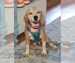 Small #5 Beagle