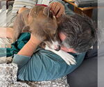 Small #28 American Pit Bull Terrier Mix