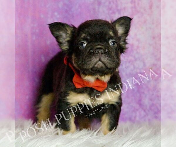 Medium Photo #19 French Bulldog Puppy For Sale in WARSAW, IN, USA