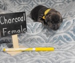 Puppy Puppy 4 Labrador Retriever