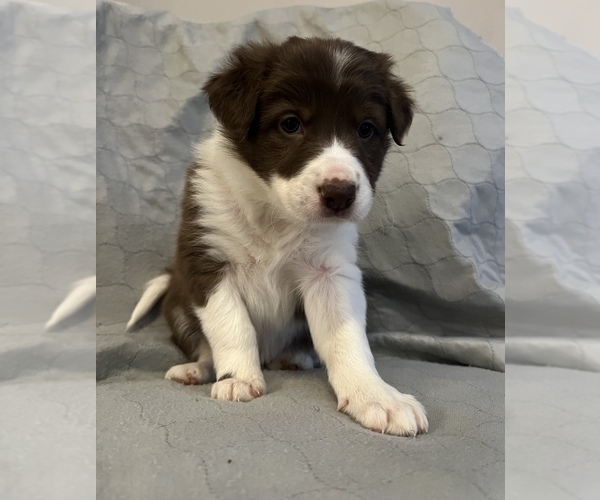 Medium Photo #2 Border Collie Puppy For Sale in BERRIEN SPRINGS, MI, USA