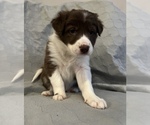 Small Photo #2 Border Collie Puppy For Sale in BERRIEN SPRINGS, MI, USA