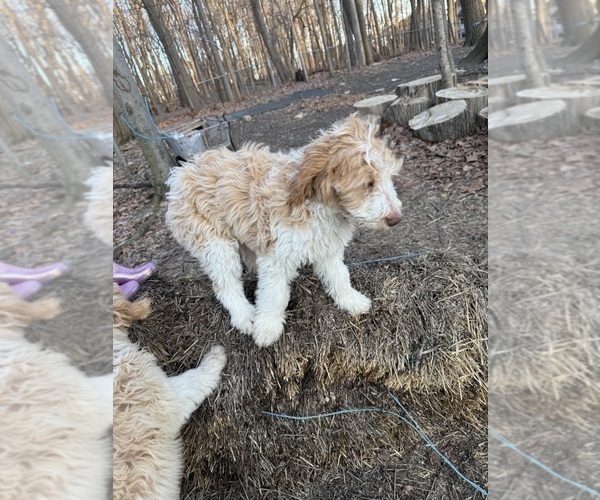 Medium Photo #105 Aussie-Poo-Goldendoodle Mix Puppy For Sale in COMMERCE, MI, USA