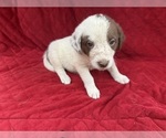 Small Photo #40 Borador Puppy For Sale in MARION, VA, USA