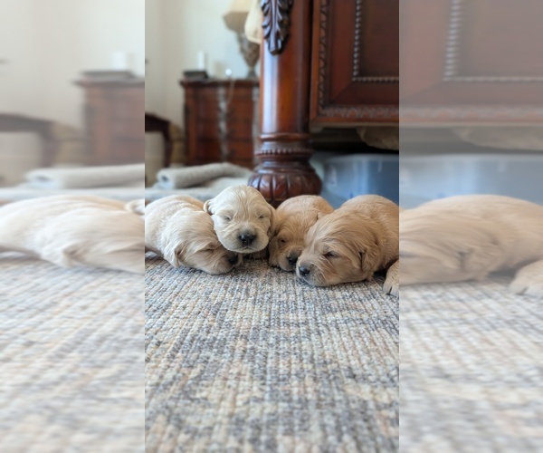 Medium Photo #9 English Cream Golden Retriever Puppy For Sale in SACRAMENTO, CA, USA