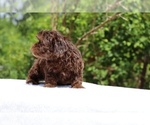 Small #1 ShihPoo