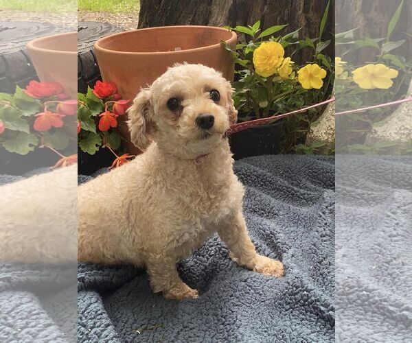 Medium Photo #1 Poodle (Miniature) Puppy For Sale in HOPKINSVILLE/PRINCETON, KY, NH, USA