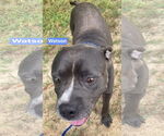 Small #3 American Pit Bull Terrier Mix