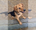 Small Photo #3 Labrador Retriever-Unknown Mix Puppy For Sale in Mountain View, AR, USA