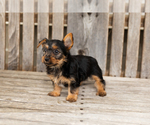 Small #4 Yorkshire Terrier
