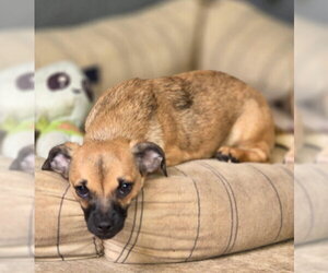 Freddie - Male Chiweenie Dog for Adoption - Photo #4