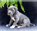 Small #8 Great Dane