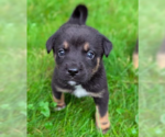 Small #3 Mutt