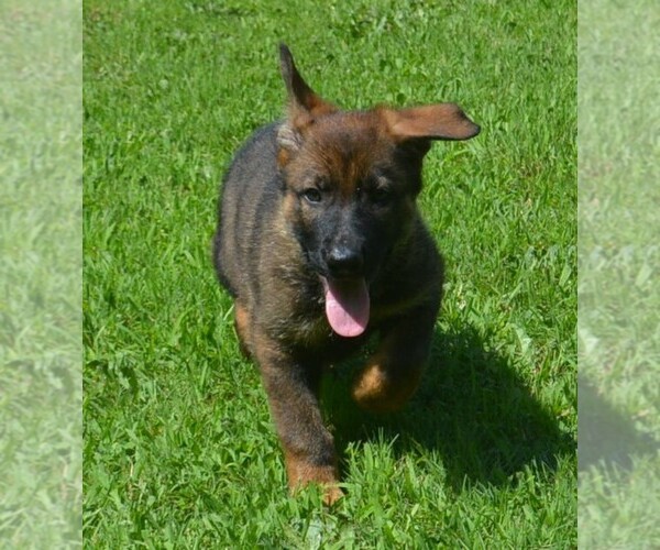 Medium Photo #7 German Shepherd Dog Puppy For Sale in POWDER SPRINGS, GA, USA