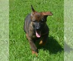 Small Photo #7 German Shepherd Dog Puppy For Sale in POWDER SPRINGS, GA, USA