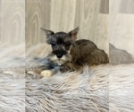Small Photo #3 Schnauzer (Miniature) Puppy For Sale in CANOGA, NY, USA