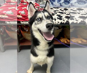 Siberian Husky-Unknown Mix Dogs for adoption in Brewster, NY, USA