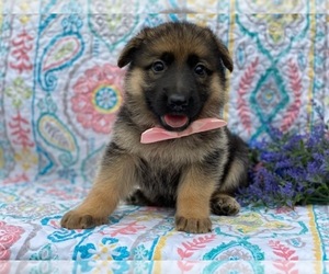 German Shepherd Dog Puppy for sale in LANCASTER, PA, USA