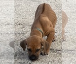 Small Photo #29 Rhodesian Ridgeback Puppy For Sale in MORONGO VALLEY, CA, USA