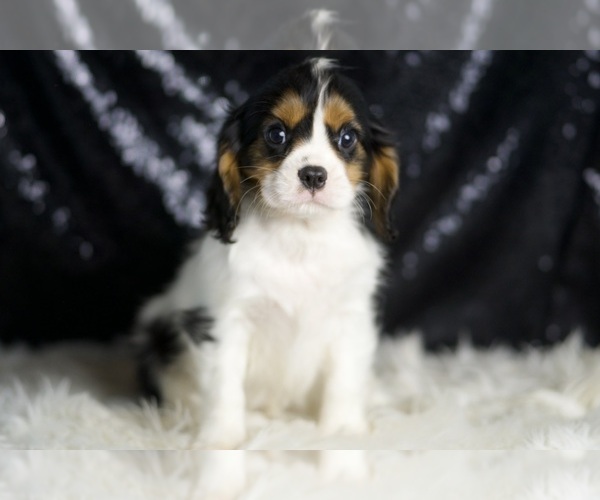 Medium Photo #29 Cavalier King Charles Spaniel Puppy For Sale in WARSAW, IN, USA