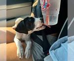 Small #4 Great Dane