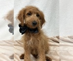 Small Photo #13 Goldendoodle (Miniature) Puppy For Sale in BULLARD, TX, USA