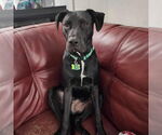 Small #3 Labrador Retriever Mix