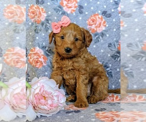 Goldendoodle Puppy for sale in OXFORD, PA, USA