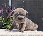 Small Photo #20 French Bulldog Puppy For Sale in GOSHEN, IN, USA