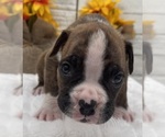 Small #1 Boxer