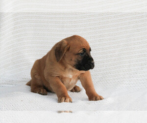 Boxador Puppy for sale in SHILOH, OH, USA