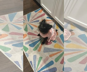 Pomeranian-Unknown Mix Dogs for adoption in Mount Pleasant, SC, USA