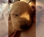Small #8 Golden Retriever