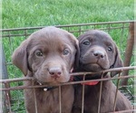 Puppy Puppy 2 Labrador Retriever