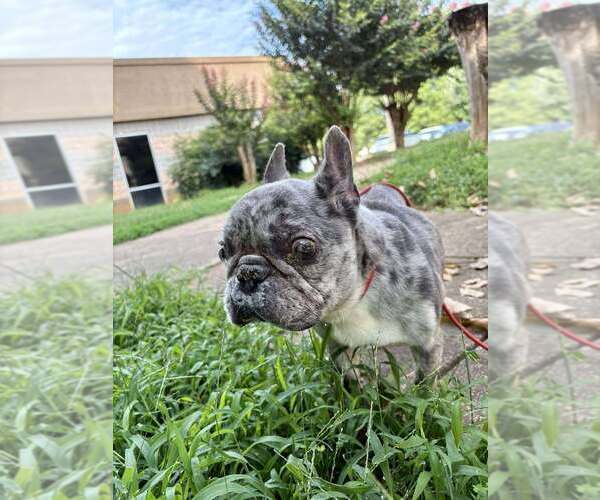 Medium Photo #7 French Bulldog Puppy For Sale in New York, NY, USA