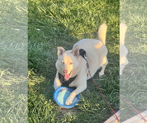 Jewel *COURTESY LISTING - Female Aussie Siberian Dog for Adoption - Photo #4