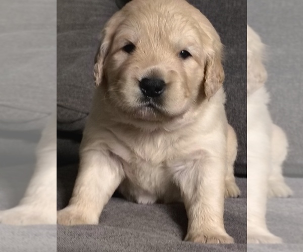 Medium Photo #7 Golden Retriever Puppy For Sale in MODESTO, CA, USA